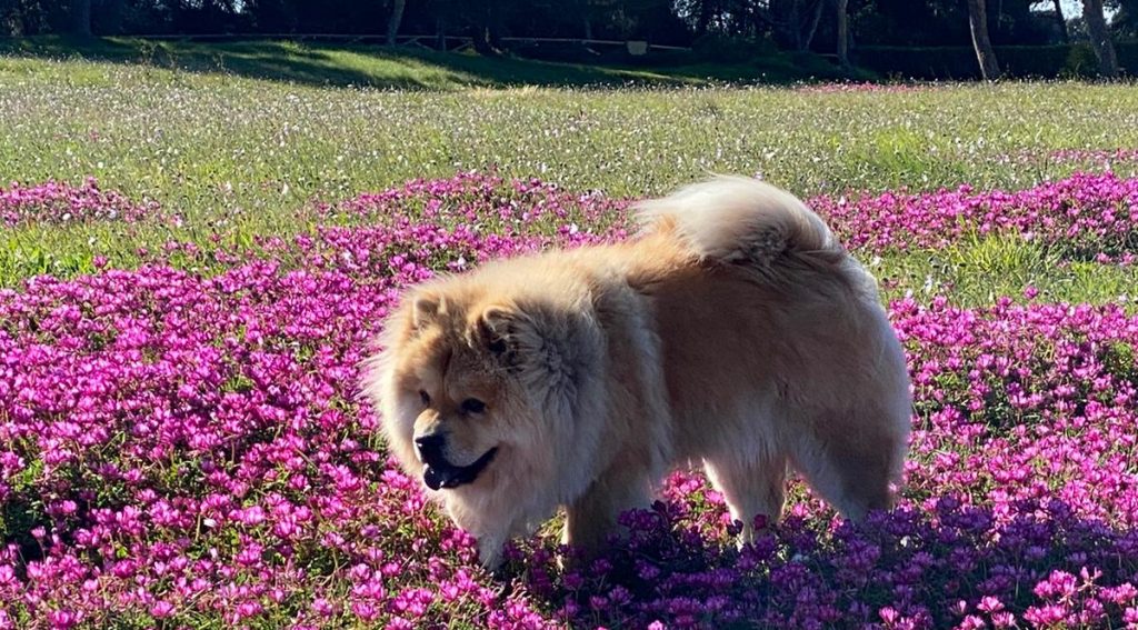 cane Luna